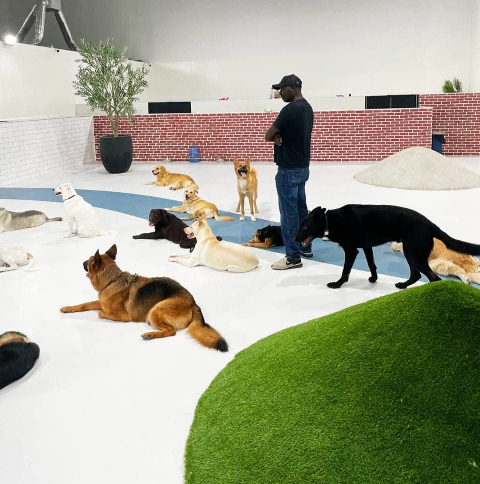 Dog training & services