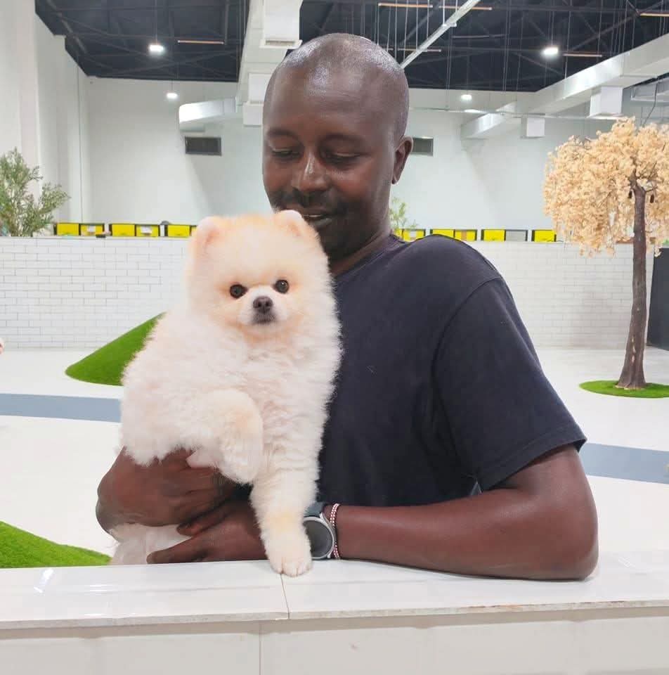 Dog training & services