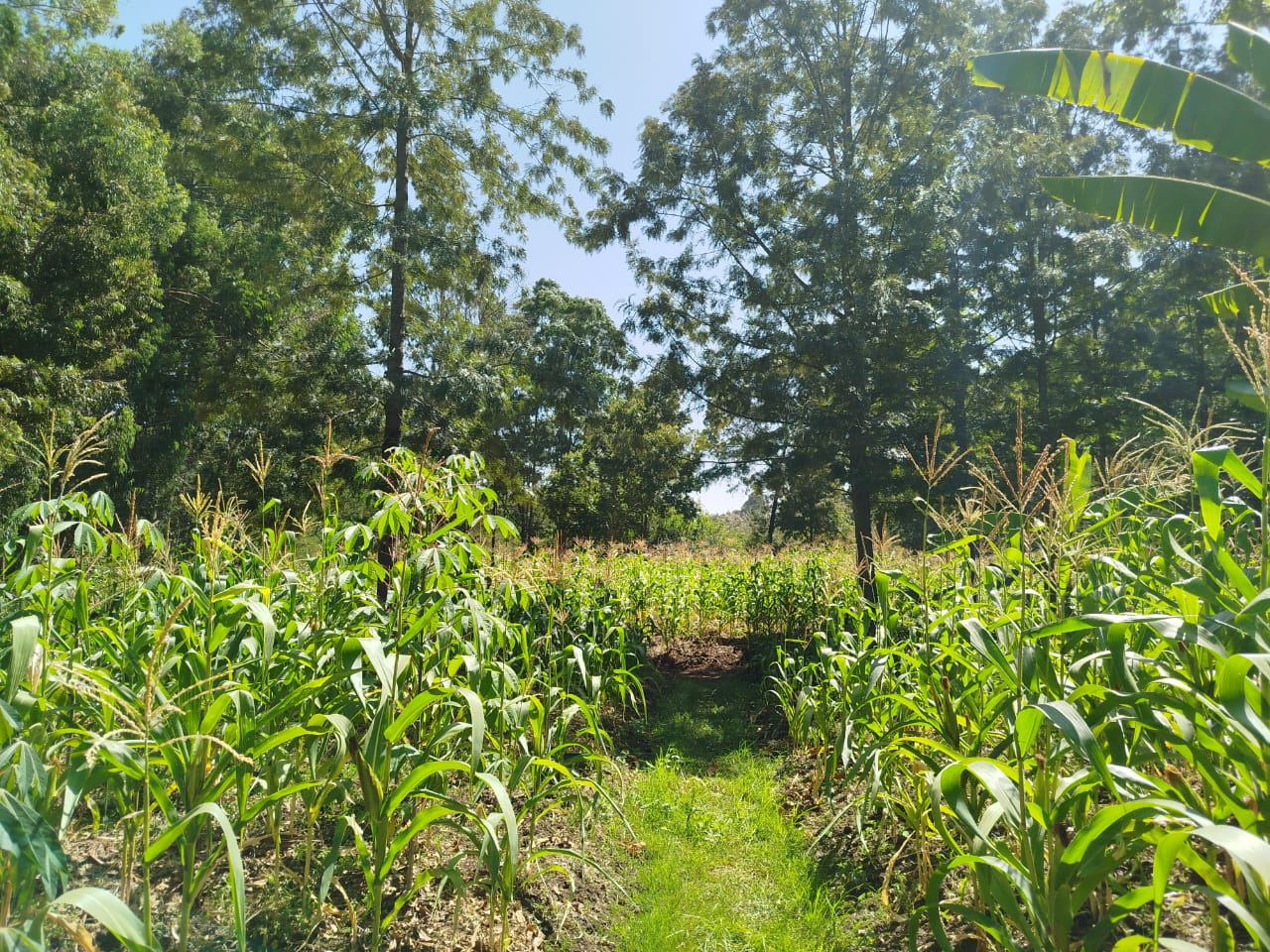 5 acres prime commercial land