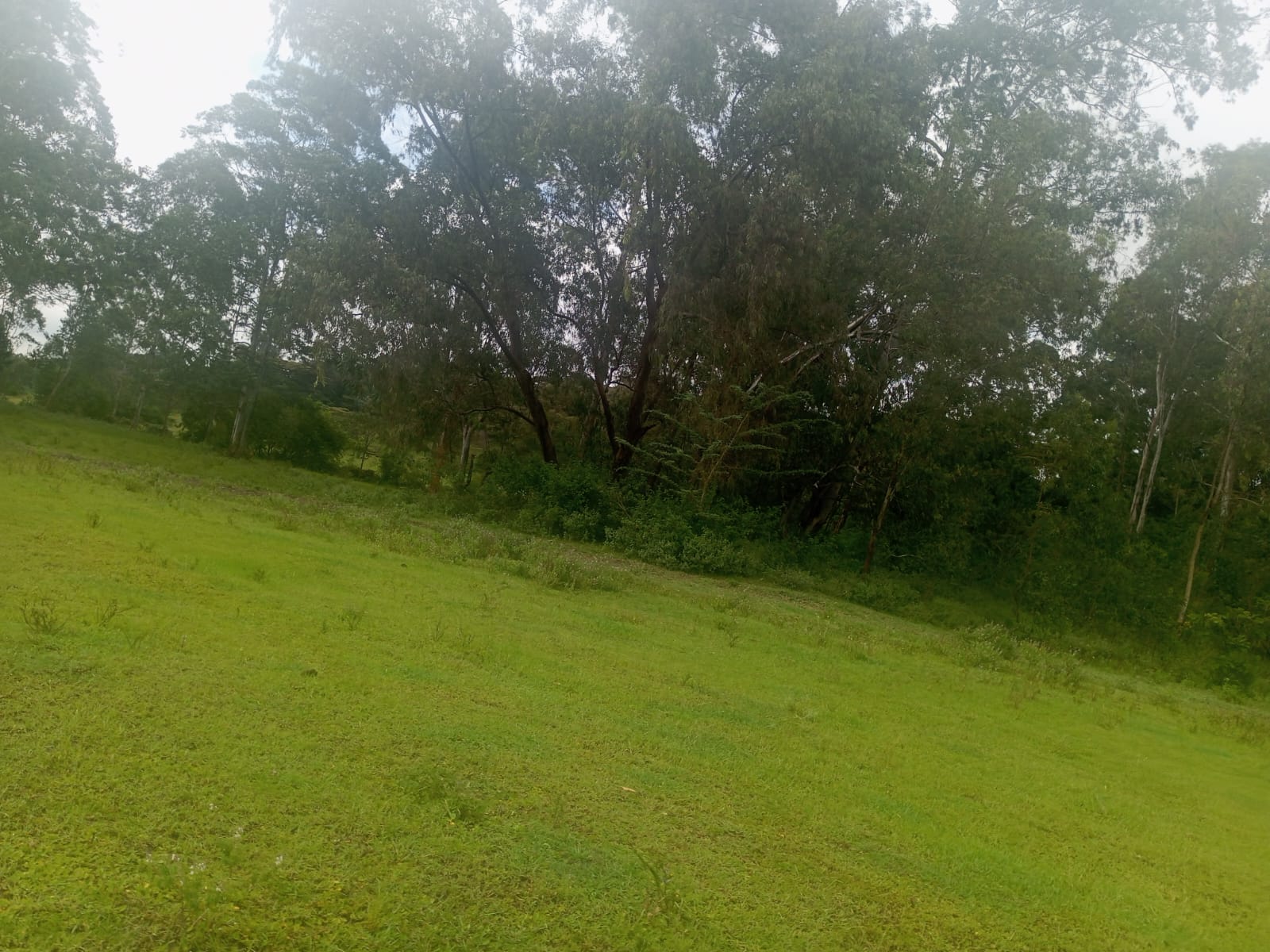 5 acres for sale in Karen