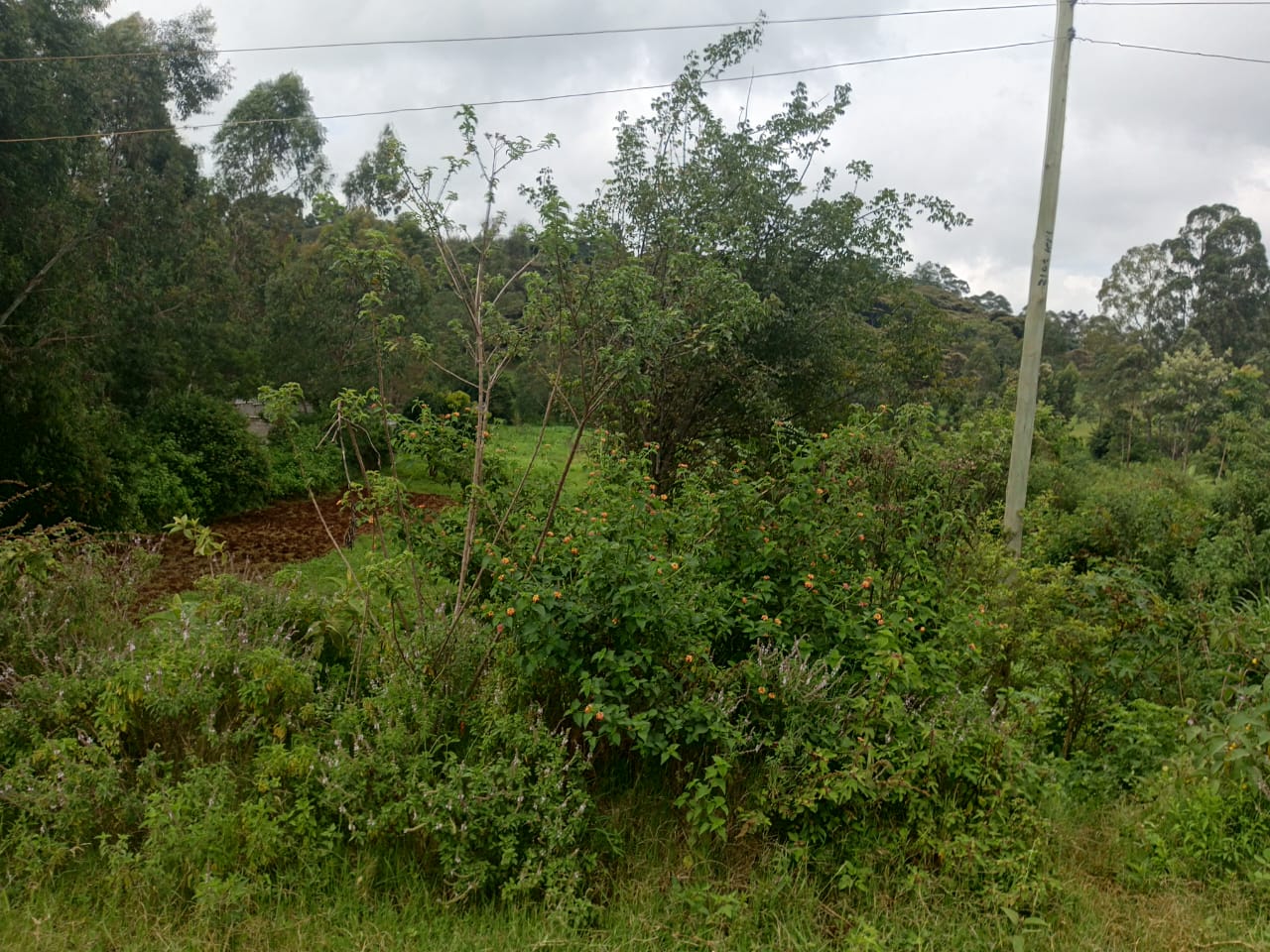 5 acres for sale in Karen