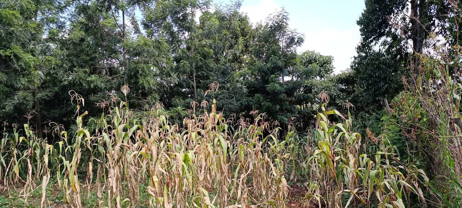 100*100 Kikuyu thamanda