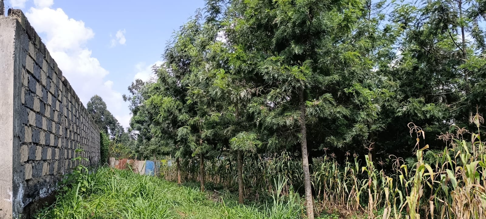 100*100 Kikuyu thamanda