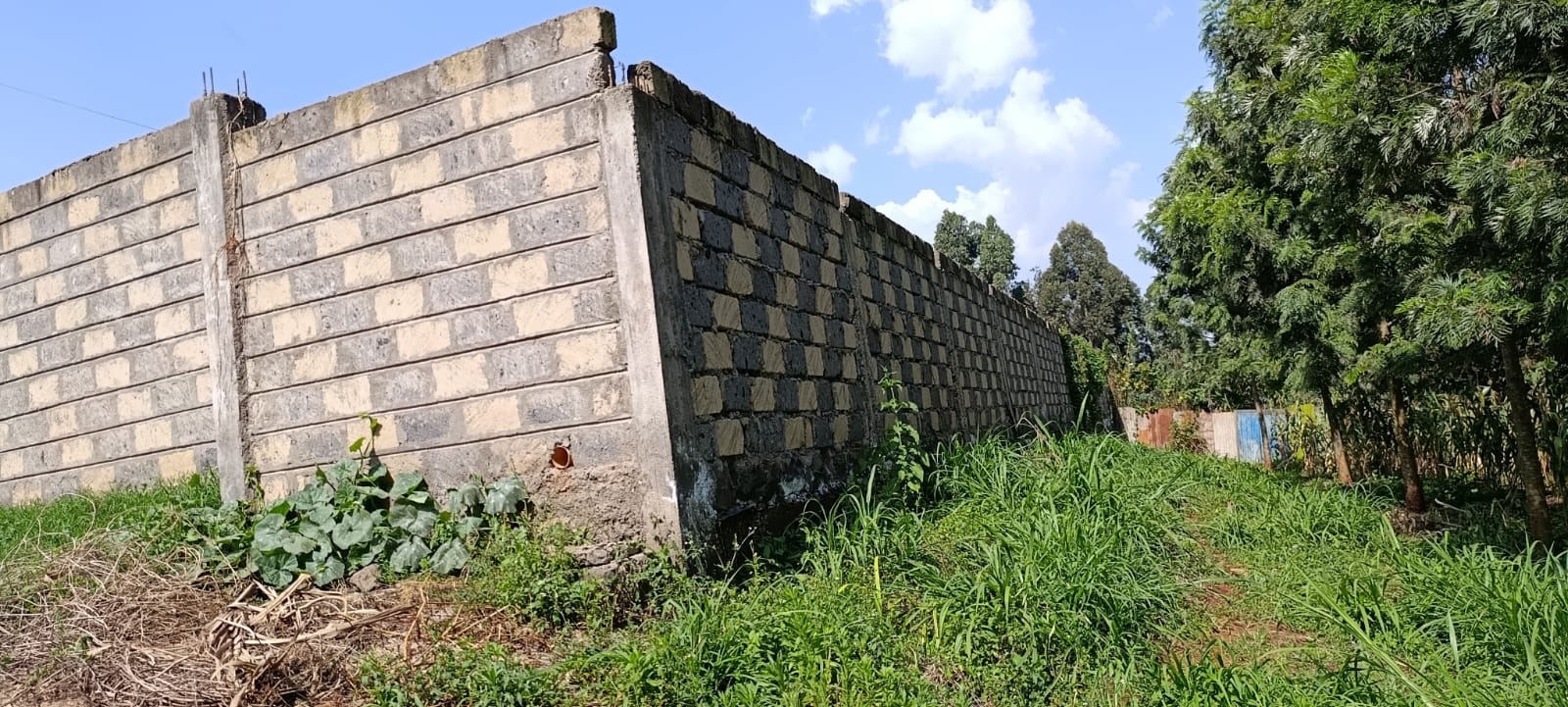 100*100 Kikuyu thamanda