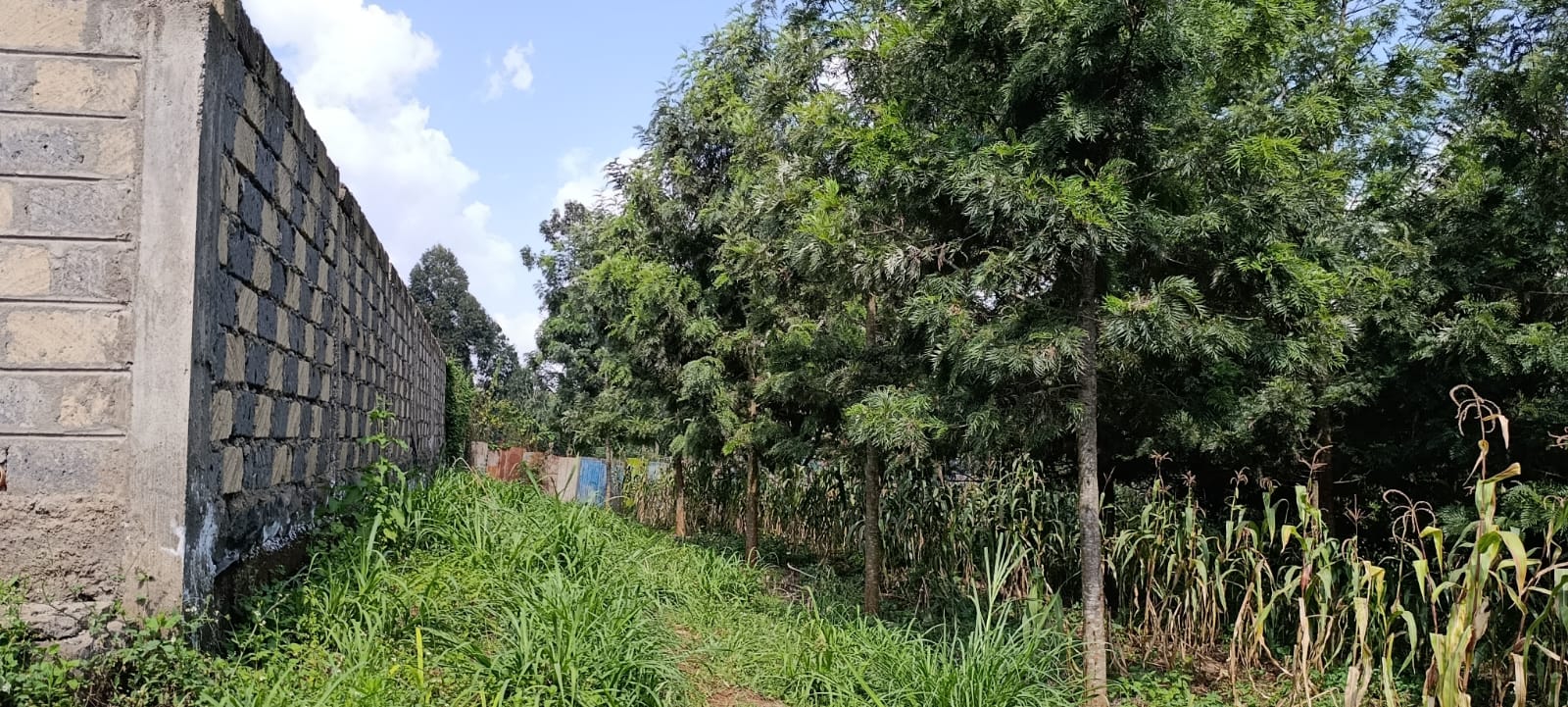 100*100 Kikuyu thamanda