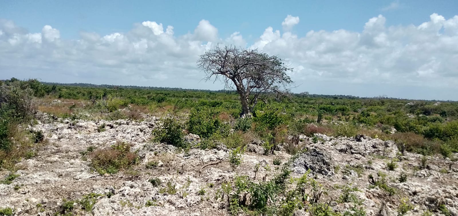Prime beach plots for sale in malindi