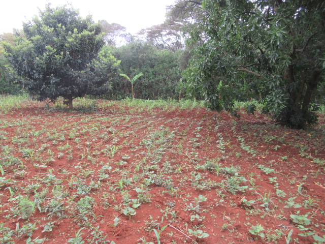 0.5-Acre Plot For Sale in a Gated Community in Karen Hardy