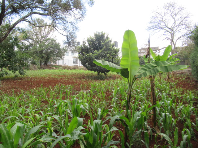 0.5-Acre Plot For Sale in a Gated Community in Karen Hardy
