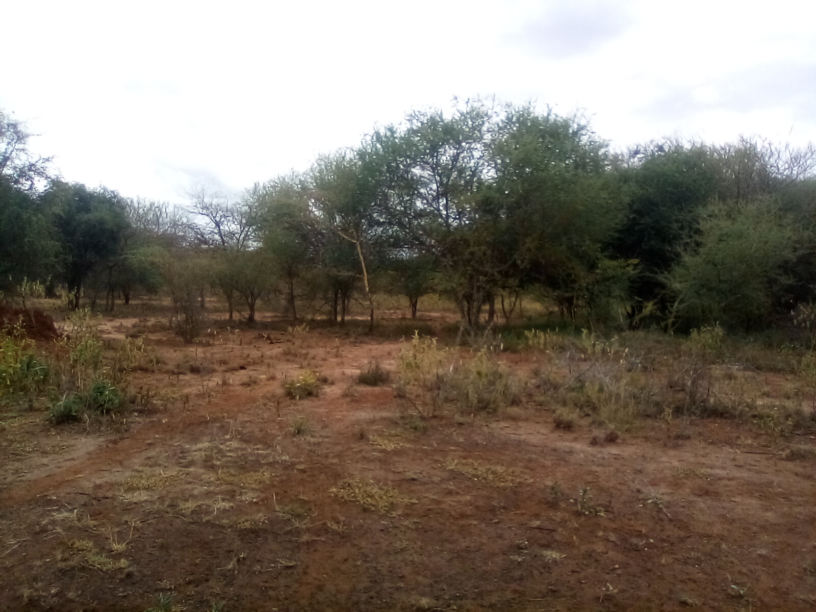 13 Acres of Land For Sale in Ngatataek