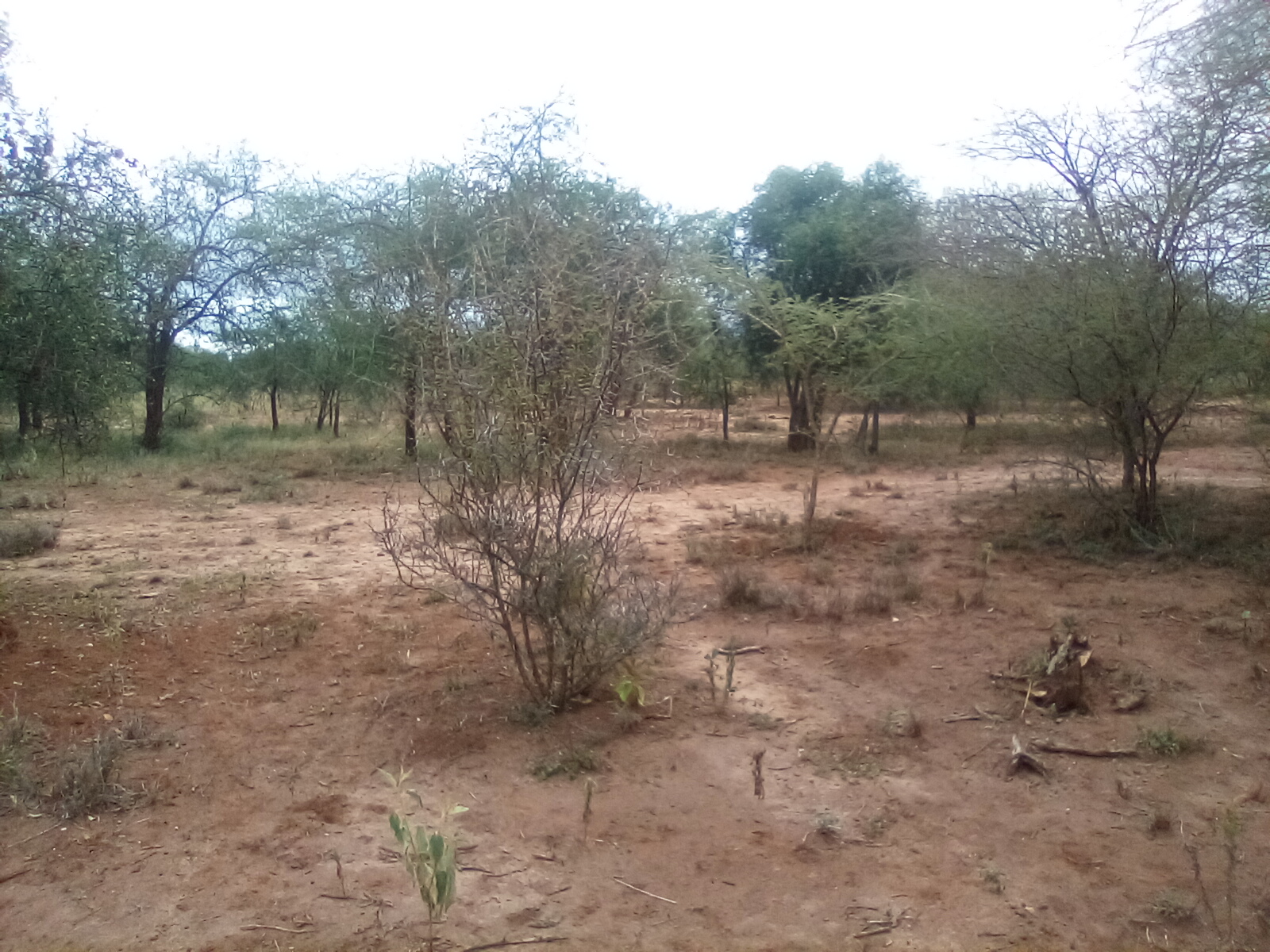 13 Acres of Land For Sale in Ngatataek