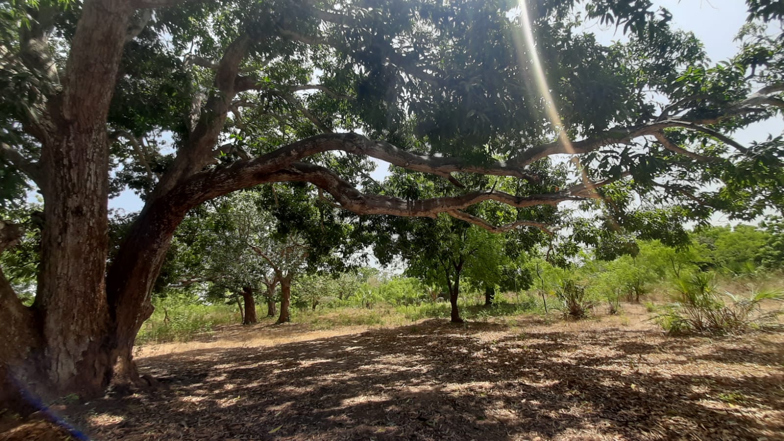 1/4 and 1/2 Acre Plots for Sale in Vipingo Kuruwitu