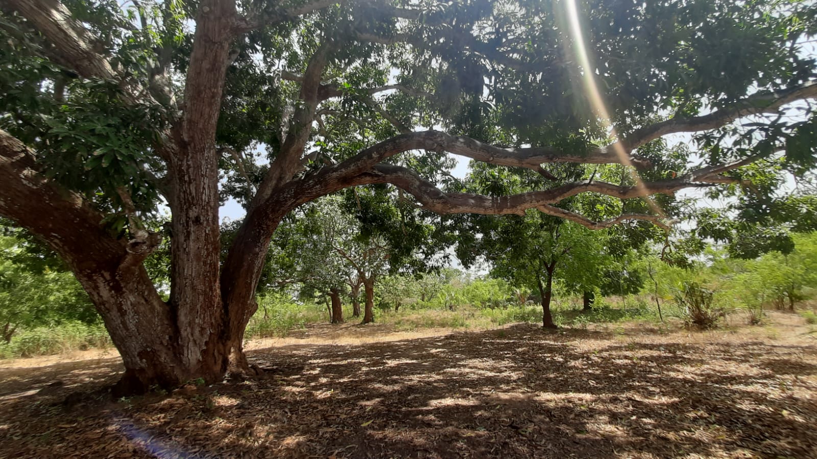 1/4 and 1/2 Acre Plots for Sale in Vipingo Kuruwitu