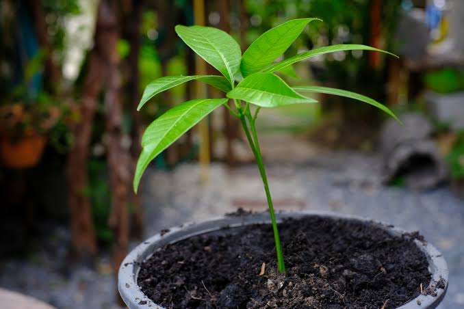 Fruit seedlings