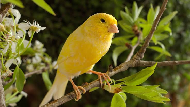 Canaries birds