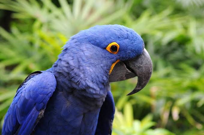 Hyacinth macaws