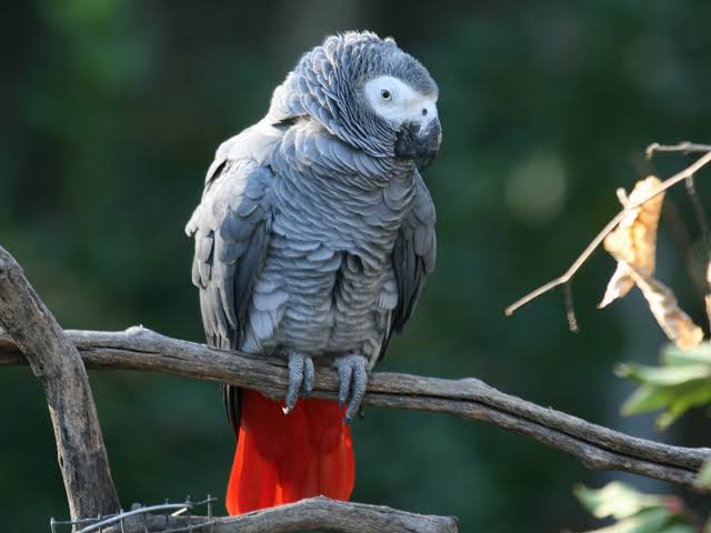 African grey parrots