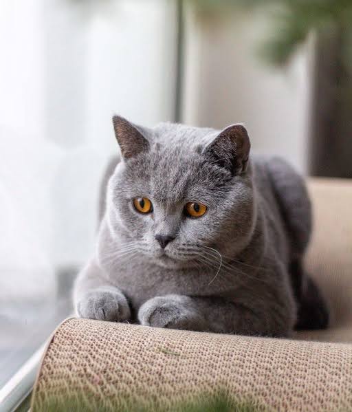 British shorthair