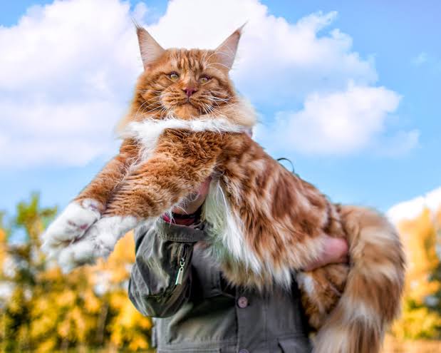 Maine Coon