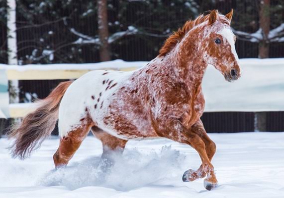 Appaloosa horse